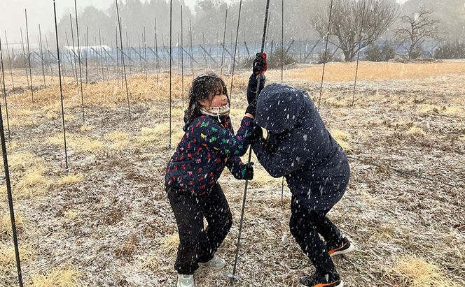 野生の目覚め～焙煎ムクナ豆パウダー～