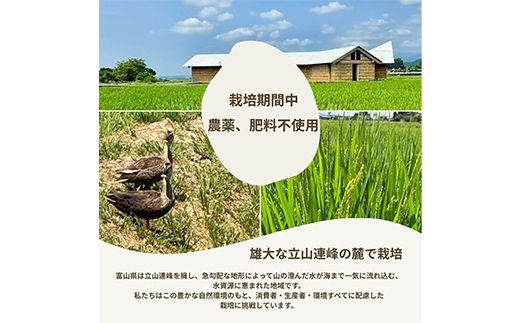 【令和7年産】玄米 ヘルジアンウッド米 30kg 富山県産コシヒカリ 玄米 国産 米 お米 日本米 ギフト 贈り物 食品 F6T-1022