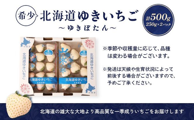 【2027年１月以降発送！】【北海道産】ゆきいちご（白いちご） 2Pセット 250g×2 計500g 苺 イチゴ 白いちご 一季成りイチゴ ゆきぼたん パールホワイト 希少 高級 ギフト お取り寄せ ふるさと納税 北海道 中標津【59001】