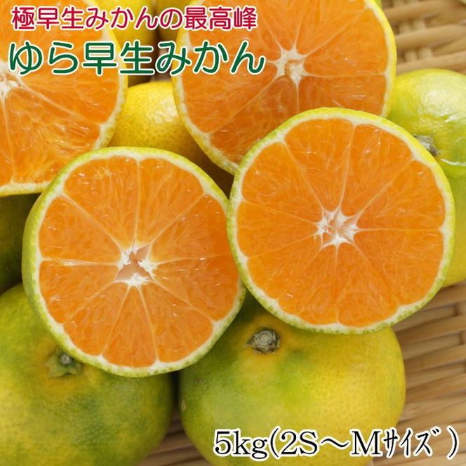 【極早生みかんの逸品】有田産ゆら早生みかん 約5kg