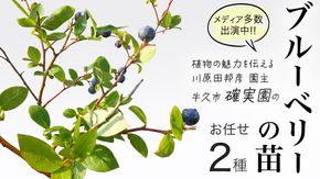 ブルーベリー の 苗 2品種セット （品種おまかせ） ラビットアイ系 ハイブッシュ系サザン サザンハイブッシュ系 苗 庭木 果樹 ガーデニング [BG013us]