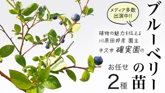 y錧vszu[x[  c 2iZbg ii킨܂j rbgACn nCubVnTU TUnCubVn c  ʎ K[fjO [BG013us]