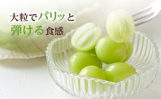 ぶどう 2026年 先行予約 シャイン マスカット 晴王 5房～10房 約5kg 8月下旬～11月下旬発送 ブドウ 葡萄 岡山県産 国産 フルーツ 果物 ギフト 