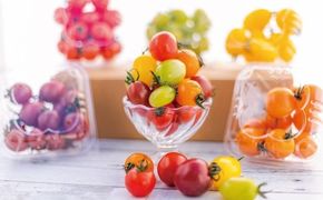 御殿場プチトマト ミックス6パック（約1.2kg） ※～2026年7月発送