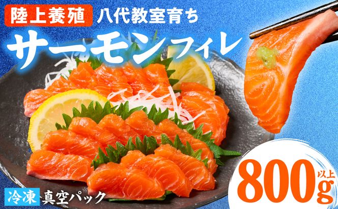 八代 教室育ちサーモン フィレ800g以上 サーモン 刺身 鮭 生食 魚 冷凍 海鮮 さけ サケ シャケ 熊本県 八代市