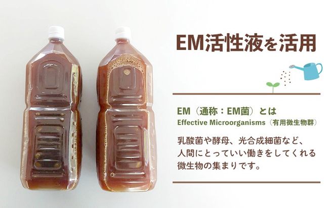 【2026年発送】大宜味村産 アーウィン種マンゴー　秀品2キロ以上（青ぎりシークワーサー800ｇ付き） フルーツ 果物 くだもの 果実 沖縄 大宜味村 食べ物 国産 秀品 九州産 産地直送 ギフト プレゼント トロピカル 送料無料 甘味 スイーツ お取り寄せ デザート マンゴー