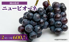 ぶどう 2026年 先行予約 ニュー ピオーネ 2房（1房600g以上）化粧箱入り ブドウ 葡萄  岡山県産 国産 フルーツ 果物 ギフト 甘みが強い 酸味 皮離れがいい 大粒 食べ応え 