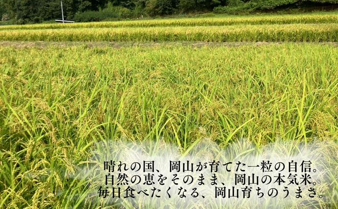 先行予約 令和8年産 新米 岡山県産米10㎏(コシヒカリ) | 岡山県産米 10kg コシヒカリ お米 玄米 国産米 ごはん 米 人気品種 10キロ 産地直送 家庭用 お取り寄せ