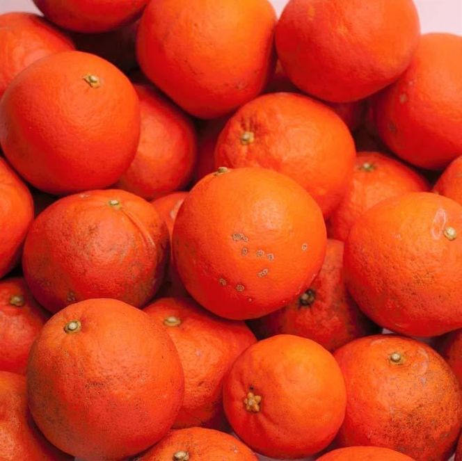 家庭用 セミノールオレンジ10kg+250g（傷み補償分）［春みかん］［訳あり］［光センサー食べ頃出荷］［IKE274］ 303446_BB97294