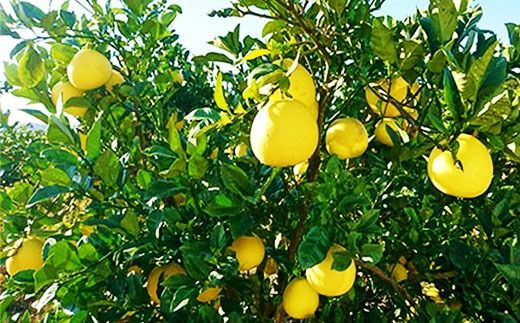 【早期受付・数量限定】熟成の土佐文旦5kg 家庭用 予約 先行受付 大人気 リピーター フルーツ 果物 旬 文旦 ぶんたん ブンタン 土佐文旦 柑橘 オススメ 四万十 しまんと 高知 産地直送 農家直送 【2026年2月下旬より発送】R7-551