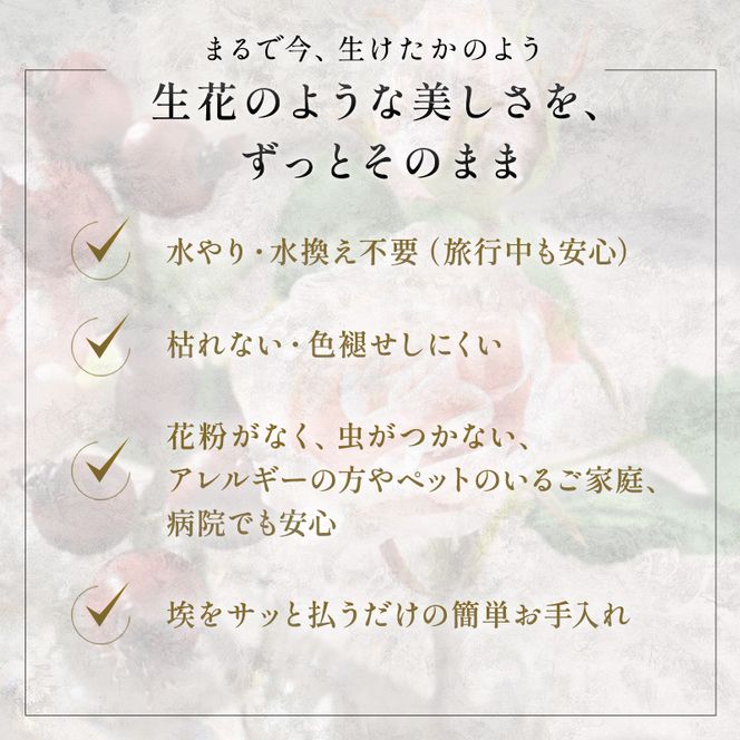 エミリオロバ　プリマローズセットA