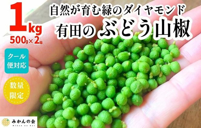 ［5月下旬出荷予定］ぶどう山椒 １kg（500g×2箱） 実山椒 生山椒 クール便対応 和歌山県産 AX100