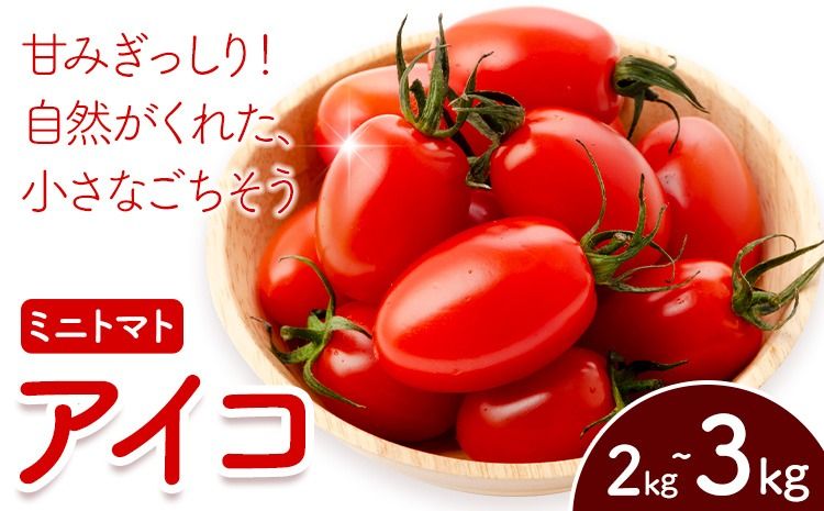 ミニトマト アイコ 約2kg 約3kg ますだふぁーむ[7月上旬-11月末頃出荷]熊本県 南阿蘇村 アイコトマト 野菜 旬 夏野菜 トマト---sms_msf_af711_r7_11000_2kg---