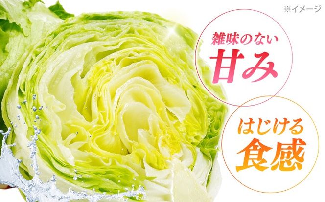 レタス 約4kg（6〜7玉）/ れたす 野菜 やさい / 南島原市 / 株式会社松尾青果[SGU006]