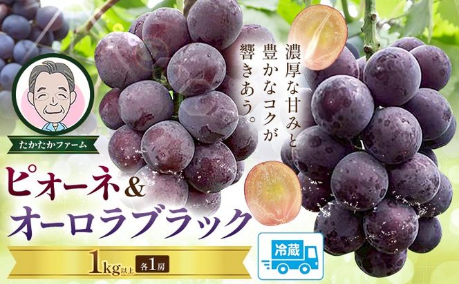 ぶどう ピオーネ オーロラブラック 計2房 1kg 以上 《8月下旬-9月中旬頃出荷》 たかたかファーム ブドウ 葡萄 黒系 果物 フルーツ ギフト 岡山県 笠岡市---T-34---