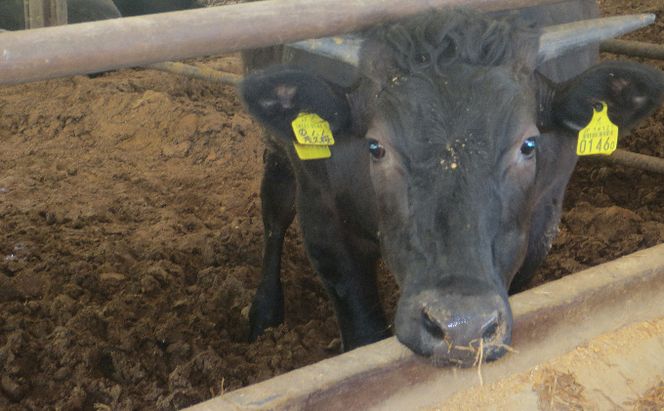 ［農林水産大臣賞受賞］備中牛 和牛焼肉セット 1.6kg お肉 牛肉 ロース モモ バラ 