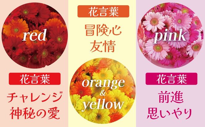 【ラッピング付】生花 イエローオレンジガーベラ の花束 50本 日付指定可能 ギフト プレゼント ラッピング 産地直送 インテリア お花 フラワー  ボリューム満点 H193-029