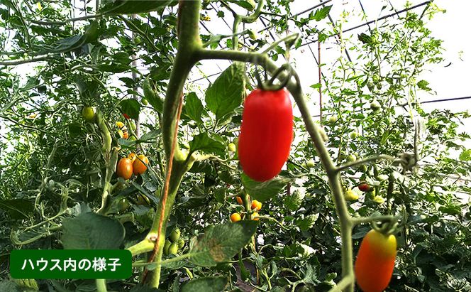 【2026年夏～発送】おかの農園 カラフル ミニトマト 1kg セット 詰合せ サイズ混合 複数 品種 新鮮 野菜 産地直送 北海道 富良野 ふらの