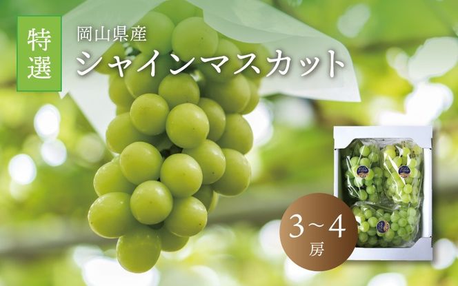 真庭市産 シャインマスカット 特選 3～4房 / (2026年9月中旬以降発送予定) ぶどう 岡山 真庭 大粒 葡萄 シャインマスカット 果物 フルーツ ブドウ 人気 数量限定 皮ごと マスカット 産地直送 新鮮 岡山名産 定番 ギフト 贈答用 【配送不可地域：北海道／沖縄県／離島】 【jujy014-02】