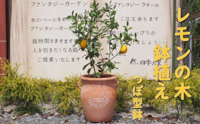 苗木 レモン レモンの木 鉢植え つぼ型 テラコッタ鉢 植物 ガーデン インテリア ※配送不可:北海道、沖縄、離島 
