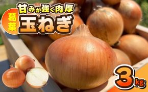010B1965 葛葉玉ねぎ 3kg【10玉程度 泉佐野市 泉州たまねぎ 肉厚 甘い】