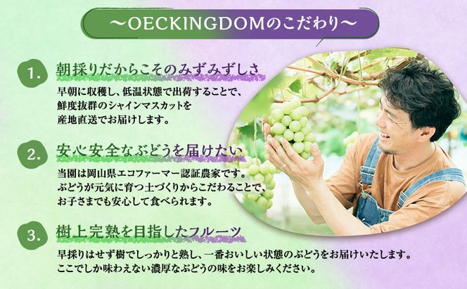 ぶどう 2026年 先行予約 ご家庭用 2回 定期便 ピオーネ オーロラブラック シャインマスカット ブドウ 葡萄 岡山県産 国産 フルーツ 果物 ギフト OEC KINGDOM ぶどう家 果物類