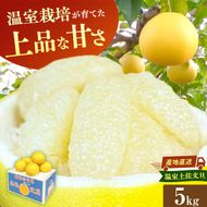 【先行予約】訳あり 温室土佐文旦 家庭用 5kg (8～12玉）〈2026年12月上旬から発送〉/文旦 ぶんたん ブンタン 土佐文旦 ハウス栽培 甘い 柑橘 フルーツ 果物 ご当地 産地直送 お取り寄せ【土佐文旦の藤岡】 [BQBJ005]