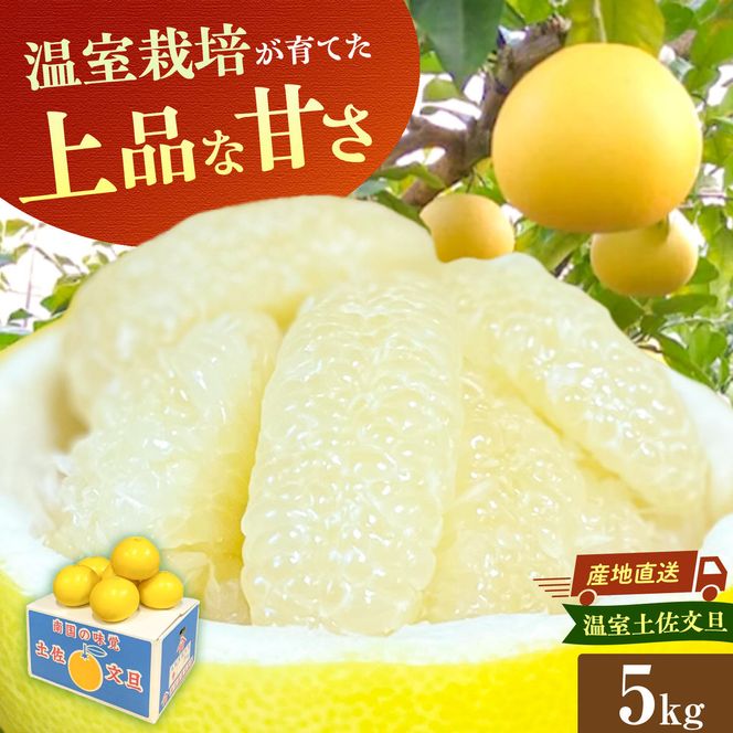 【先行予約】訳あり 温室土佐文旦 家庭用 5kg (8～12玉）〈2026年12月上旬から発送〉/文旦 ぶんたん ブンタン 土佐文旦 ハウス栽培 甘い 柑橘 フルーツ 果物 ご当地 産地直送 お取り寄せ【土佐文旦の藤岡】 [BQBJ005]