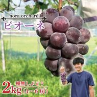 数量限定！種無しぶどう ピオーネ 合計2kg (4～6房) | ９月上旬より順次発送 数量限定 ブドウ 葡萄 ピオーネ 種なし 種なしブドウ 旬 果物 フルーツ 濃厚 ジューシー 益子町産 新鮮 (DC002)
