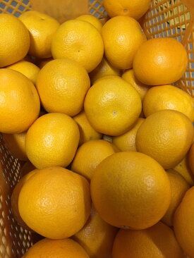 BL6113n_【産地直送】和歌山県産 八朔 4kg (M～3Lサイズ)【はっさく ハッサク 八朔 和歌山産 柑橘 和歌山 有田】