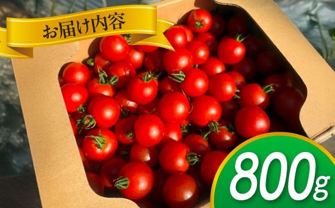 【先行予約】  ＼毎年10月より順次発送／ ミニトマト(こはる)800g トマト 野菜 新鮮 期間限定トマト  愛西市 / 株式会社石原農園 【配達不可：離島】[AEBG008]