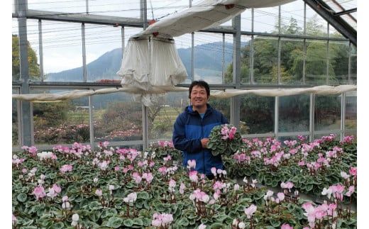 【先行予約】【長谷川園芸】北茨城産 シクラメン ピアス 6寸 ※11月～12月出荷【冬のギフト  フラワーギフト クリスマス 鉢花】(AT109)