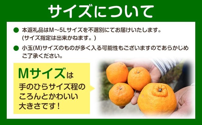 訳あり 不知火 ( デコポンと同品種 ) しらぬい 約5kg (M～5Lサイズ) どの坂果樹園《2027年2月上旬-4月上旬頃出荷》 和歌山県 日高町 しらぬい でこぽん 旬 果物 フルーツ 柑橘 訳あり不知火 訳ありデコポン 訳ありしらぬい 送料無料---wsh_dsk5_ad24_24_9000_5kg---