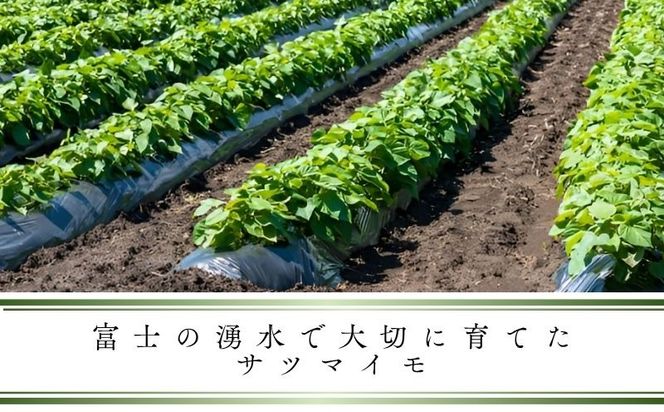 【先行予約】富士山の湧水で育った焼きいも　　やきいも いも お芋 サツマイモ さつまいも 紅はるか 