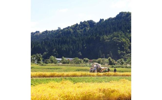 【令和8年産】定期便！農家直送！県認証特別栽培魚沼産コシヒカリ【合計90kg】毎月30kg×3回 精米 ご飯 ブランド米 銘柄米