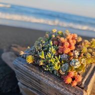 159-2055-01　セダム（多肉植物） 寄せ植えキッド：1個 【 神奈川県 大磯町 】