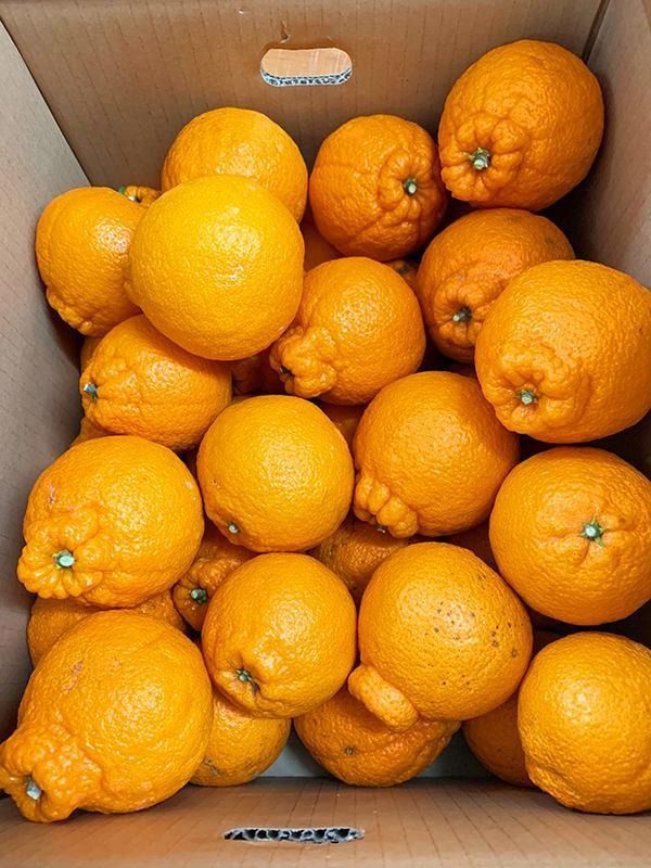 ［ご家庭用訳あり］紀州有田産不知火(しらぬひ) 約6kg［2026年2月中旬以降発送］［先行予約］［UT136w］ 	AN056