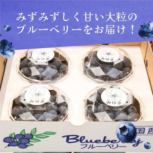 【先行受付予約】知多半島 生ブルーベリー 400g（100g×4パック） 完熟 果物 フルーツ 旬 農園直送 青果物 国産 健康 美容 愛知県 美浜町 ブルーベリーの里みはま 産地直送 ※2026年6月上旬～8月中旬に順次発送予定 送料無料 数量限定 期間限定 ※北海道・沖縄・離島への配送不可