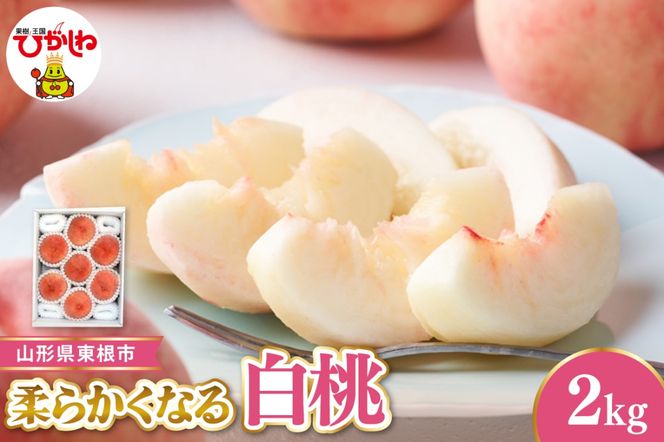 【令和8年産先行受付】 東根市産白桃　秀品 柔らかくなる桃 約2kg ベジフルひがしね 山形県 東根市 hi104-004