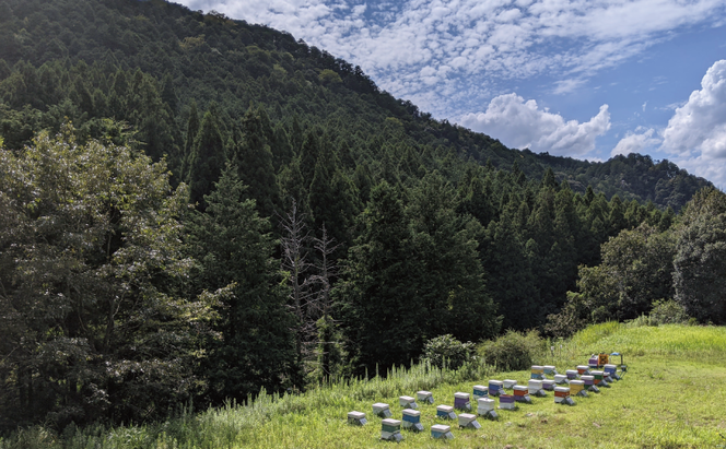 合計3600g 天然蜂蜜 国産蜂蜜 非加熱 生はちみつ 岐阜県 美濃市産 初夏 (蜂蜜300g入りピタッとボトル12本セット) B18 深田養蜂のハチミツ