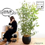 ユーカリ（ポポラス：丸葉） 10号 ぽってり スタイリッシュ 植木鉢 黒色 【ココファイバー・プラ皿・育て方】 プラスチック プラ鉢 鉢 陶器鉢 陶器 ユーカリポポラス ポリアンセモス ポポラスベリー ハートリーフ ブラック 黒 大型 尺 尺鉢