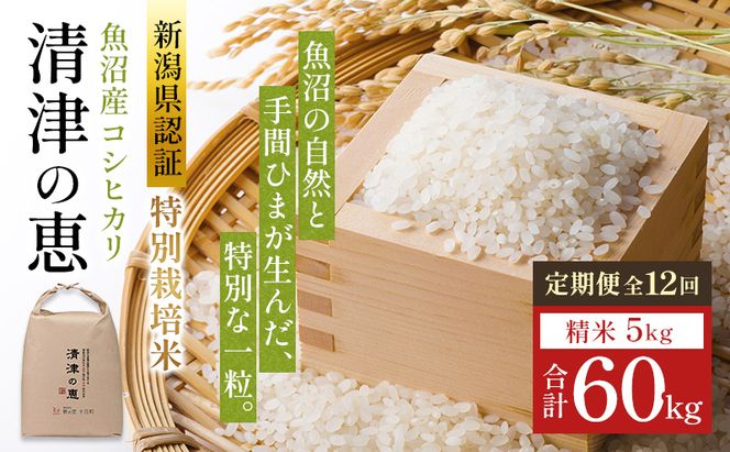 【令和8年産 先行予約】〈定期便〉魚沼産特別栽培米コシヒカリ［清津の恵］精米5kg全12回