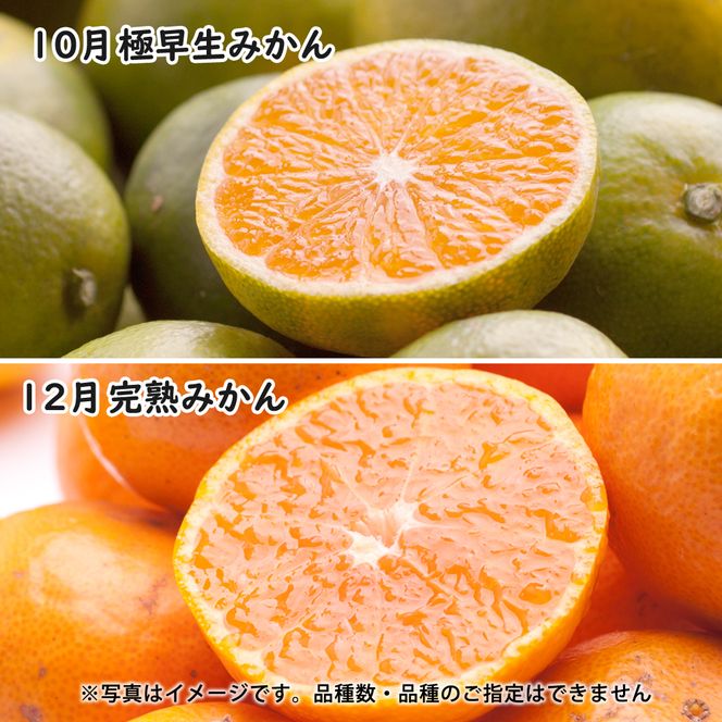 季節の柑橘定期便B【偶数月・全4回】【和歌山県有田】_ZH7024