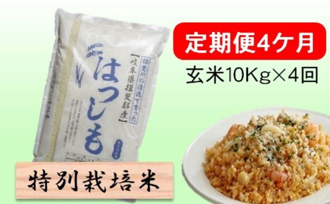特別栽培米★[定期便] 4カ月★毎月 玄米10kg【ハツシモ】 お米 ブランド米 銘柄米 ご飯 アッサリ 幻のお米 大粒