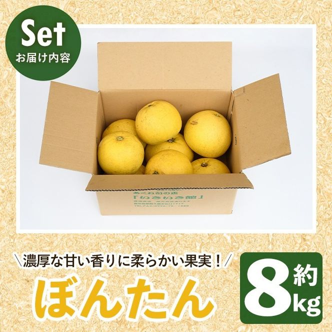 訳あり！数量限定！阿久根産ぼんたん(計8kg・6～7玉）国産 ボンタン 柑橘 果物 期間限定 文旦 訳アリ 不揃い【あくね旬の店いきいき館】akn015-13