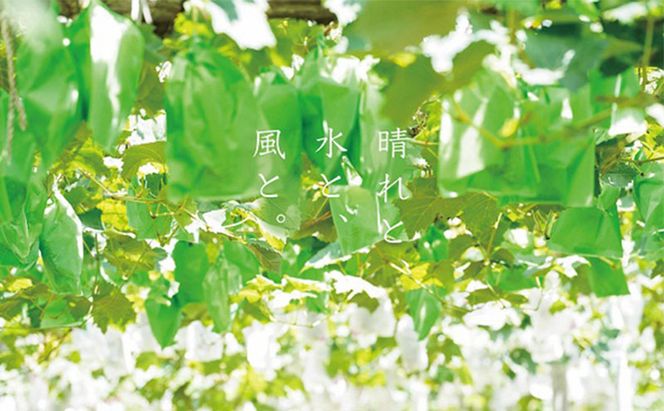 厳選 シャインマスカット 2～3房 合計1.7kg以上 産地直送 朝採れ ぶどう 葡萄 Kawahara Green Farm 岡山県産 2026年 先行予約