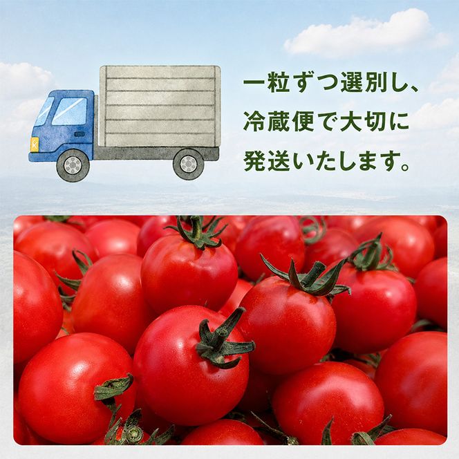 [2026年発送] 北海道 仁木町産 ミニトマト キャロルスター 2.4kg （96粒～150粒）トマト 野菜 国産 プチトマト 甘み 使いやすい サラダ お弁当 家庭用 子供に人気 リコピン [REDA FARM]