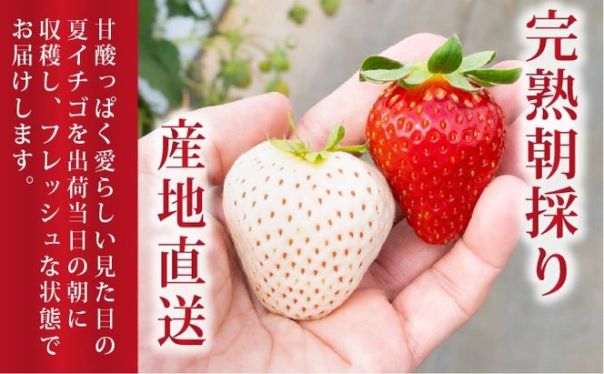 ＜2026年先行予約＞ サラダないちご（赤）【ecg-002】