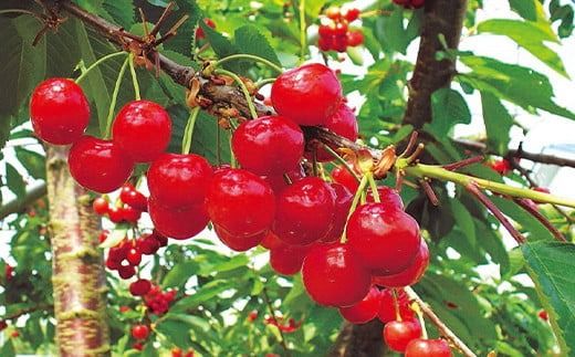 FYN9-937 ≪2026年先行予約≫山形県産 さくらんぼ 紅さやか 500g 秀品 M～L バラ詰め 2026年6月上旬から順次発送 酸味あり 果実 果物 くだもの フルーツ 早生 桜桃 サクランボ お菓子作り 加工 自宅用 家庭用 山形県 西川町 月山