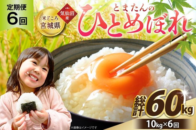 6回 定期便 米 宮城県産 とまたんのひとめぼれ 10kg (5kg×2袋) 総計60kg [サンフレッシュ小泉農園 宮城県 気仙沼市 20566087] ひとめぼれ ブランド米 白米 精米 ご飯 ごはん コメ こめ お米 小分け 家庭用